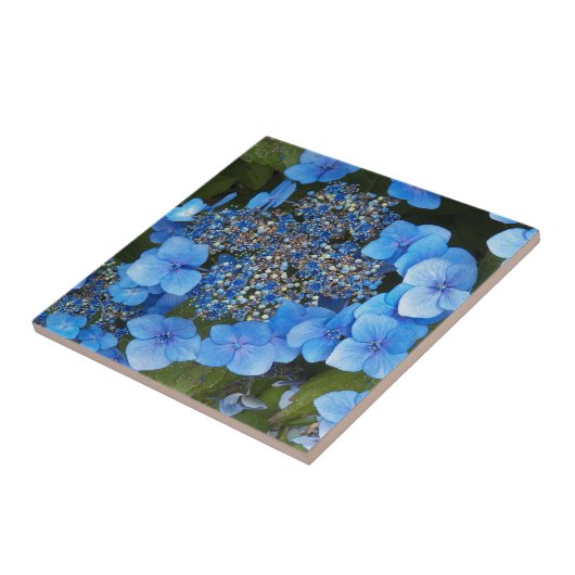 Carreau Blue Lacecap Hydrangea Floral (Côté)