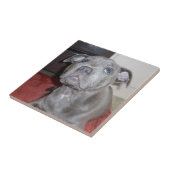 Carreau Blue Staffordshire Bull Terrier Puppy (Côté)