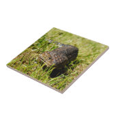 Carreau Blue Tongue Lizard Creeping (Côté)