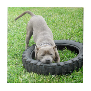 Carreau Blue Young Stafford Bull Terrier