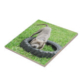 Carreau Blue Young Stafford Bull Terrier (Côté)