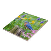 Carreau Bluebird peins on fence post in flower garden (Côté)