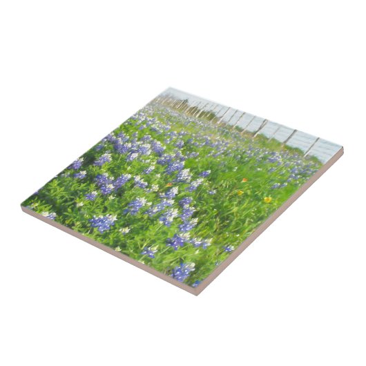 Carreau Bluebonnets côté route (Côté)