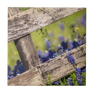 Carreau Bluebonnets de Texas autour d'une barrière de pay