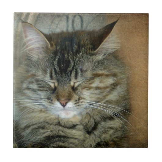 Carreau Bob (Devant)