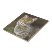 Carreau Bobcat (Côté)