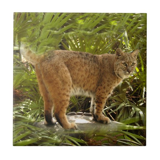 Carreau BobcatBCR004 (Devant)