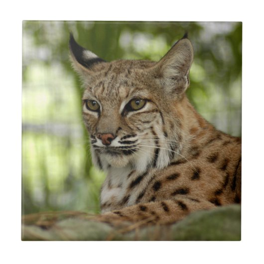 Carreau BobcatBCR032 (Devant)