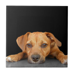 Carreau Bon chien