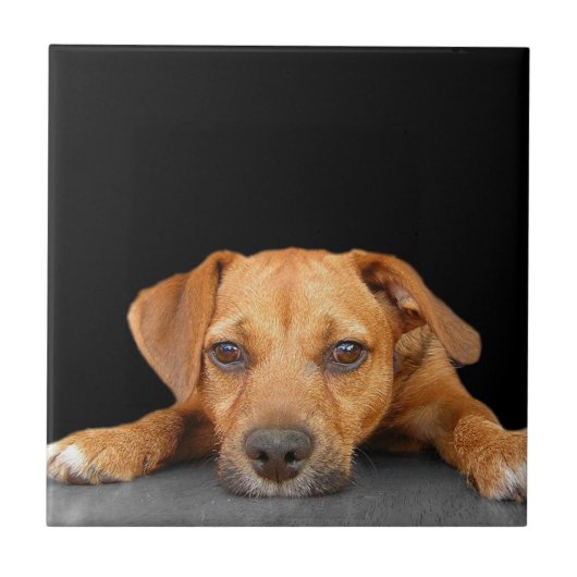 Carreau Bon chien (Devant)