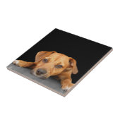 Carreau Bon chien (Côté)