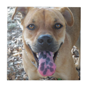 Carreau Bonne langue tachetée de chien