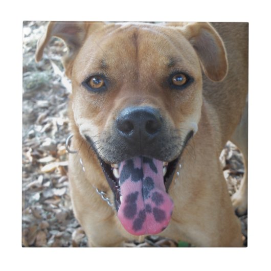 Carreau Bonne langue tachetée de chien (Devant)