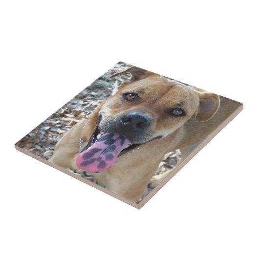 Carreau Bonne langue tachetée de chien (Côté)