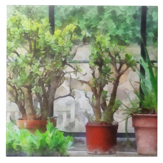 Carreau Bonsaï en serre (Devant)