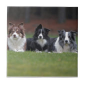 Carreau border collie (Devant)