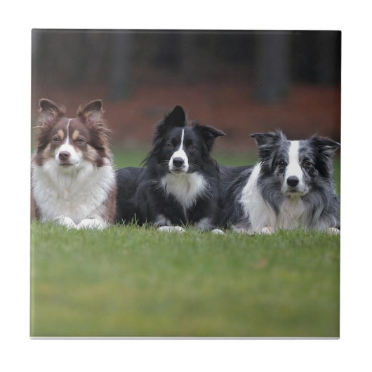 Carreau border collie (Devant)