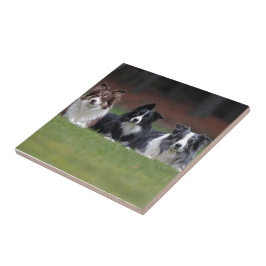 Carreau border collie (Côté)