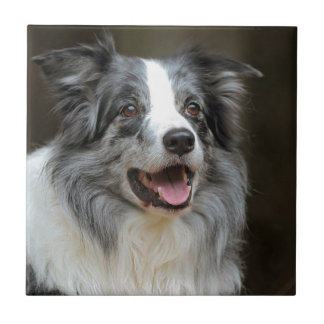 Carreau Border collie