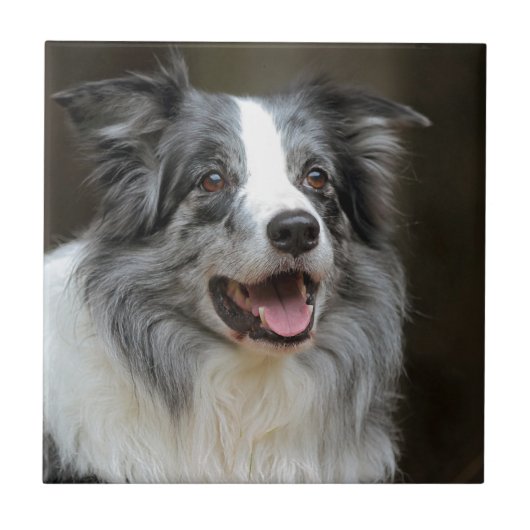 Carreau Border collie (Devant)