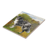 Carreau Border Collie à la ferme (Côté)