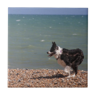 Carreau Border collie à la plage