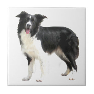 Carreau Border Collie (debout)