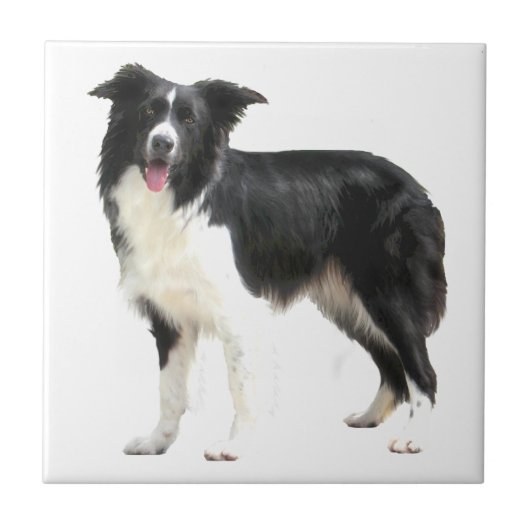 Carreau Border Collie (debout) (Devant)