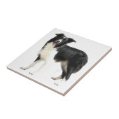 Carreau Border Collie (debout) (Côté)