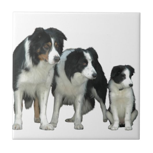 Carreau Border Collie Dogs (Devant)