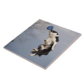 Carreau Border collie juste avant attraper la haute de (Côté)