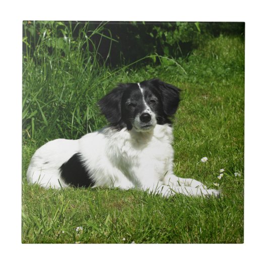 Carreau Bordure Collie (Devant)