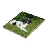 Carreau Bordure Collie (Côté)