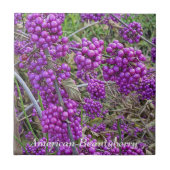 Carreau Botanique de Beautyberry d'Amérique pourpre (Devant)