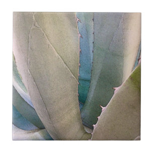 Carreau Botanique du sud-ouest du désert