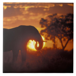 Carreau Botswana, parc national de Chobe, éléphant mâle