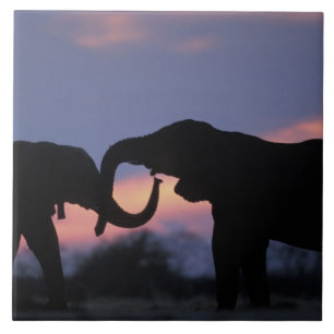 Carreau Botswana, Parc national de Chobe, Eléphants