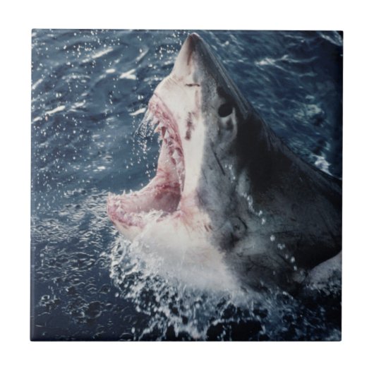 Carreau Bouche de requin élevée ouverte (Devant)