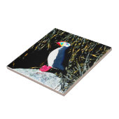 Carreau bouffon sur tuile rocheuse (Côté)