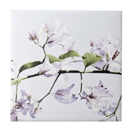 Carreau Bougainvillea (Devant)