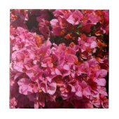 Carreau Bougainvillea Arbuste de vinification rose tropica (Devant)