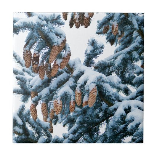 Carreau Boughs et cônes couverts de neige (Devant)