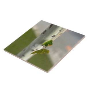 Carreau Bouleau au bord de la route