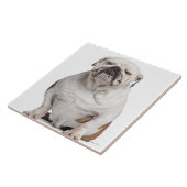 Carreau Bouledogue anglais, se reposant devant le blanc (Côté)