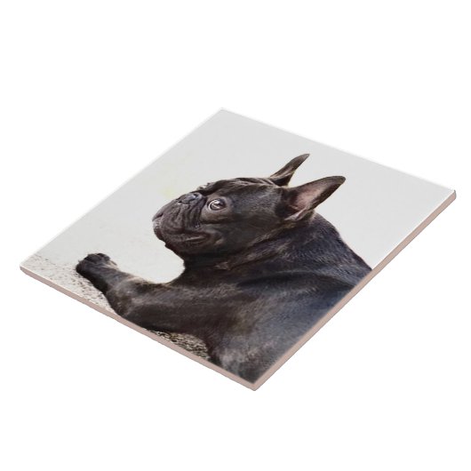 Carreau Bouledogue français (Côté)