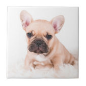 Carreau Bouledogue français (Devant)