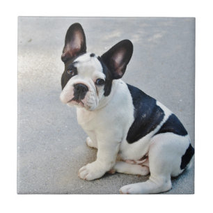 Carreau bouledogue français assis