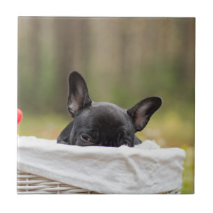 Carreau bouledogue français chiot curieux