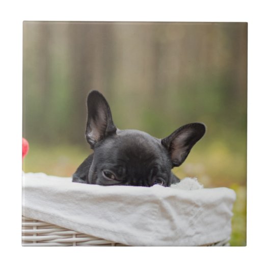 Carreau bouledogue français chiot curieux (Devant)