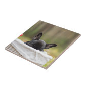 Carreau bouledogue français chiot curieux (Côté)